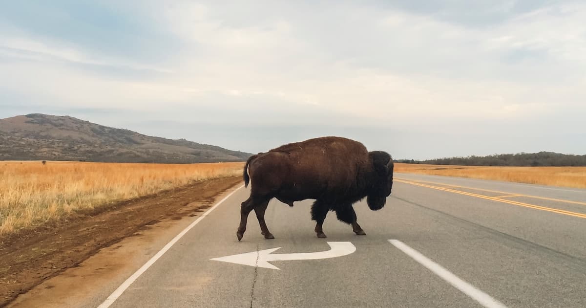 This Week in the Gallatin Valley: March 16 – March 22, 2026